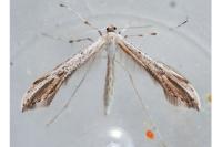 Emmelina monodactyla