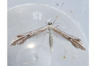 Emmelina monodactyla