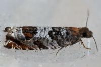 Ancylis achatana