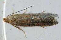 Scrobipalpa