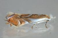 Phyllonorycter