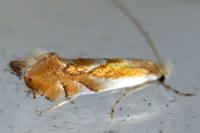 Phyllonorycter