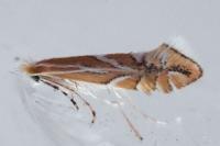 Phyllonorycter