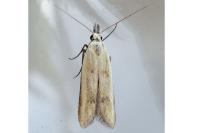 Mesophleps