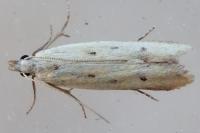 Mesophleps