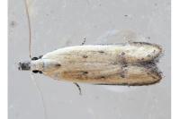Mesophleps