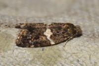 Olindia schumacherana