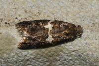 Olindia schumacherana