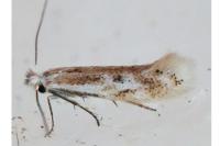 Bucculatrix