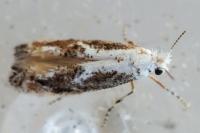 Bucculatrix