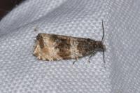 Celypha lacunana