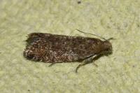 Epinotia nanana
