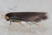 Stigmella