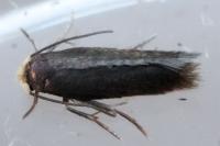 Stigmella