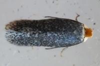 Stigmella