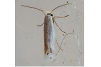 Stigmella