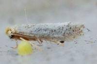 Stigmella
