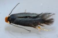 Stigmella