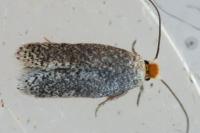 Stigmella