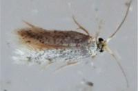 Stigmella
