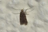 Borkhausenia