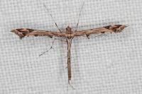 Amblyptilia acanthadactyla