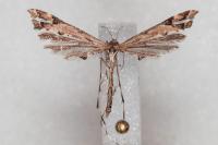 Amblyptilia acanthadactyla