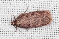 Depressaria albipunctella