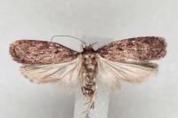 Depressaria albipunctella