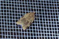 Choristoneura hebenstreitella