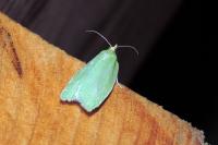 Tortrix viridana