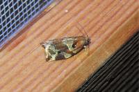 Archips xylosteana