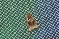 Archips crataegana