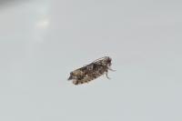Zeiraphera isertana