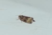 Celypha lacunana