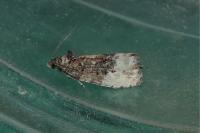 Hedya nubiferana