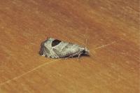 Notocelia uddmanniana