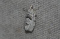 Epinotia bilunana