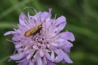 Nemophora metallica