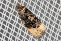 Hedya ochroleucana