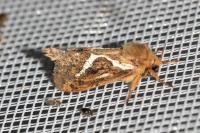 Korscheltellus lupulinus