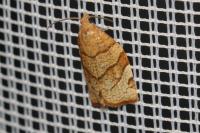 Pandemis cerasana