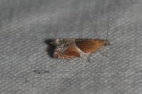 Ancylis obtusana