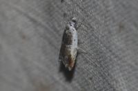 Ancylis laetana