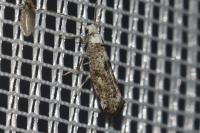 Paraswammerdamia albicapitella