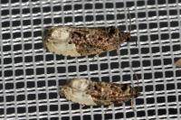 Hedya nubiferana
