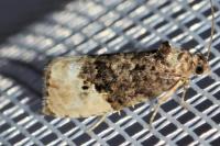 Hedya nubiferana