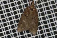Luquetia lobella
