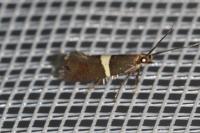 Eidophasia messingiella
