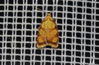 Acleris bergmanniana